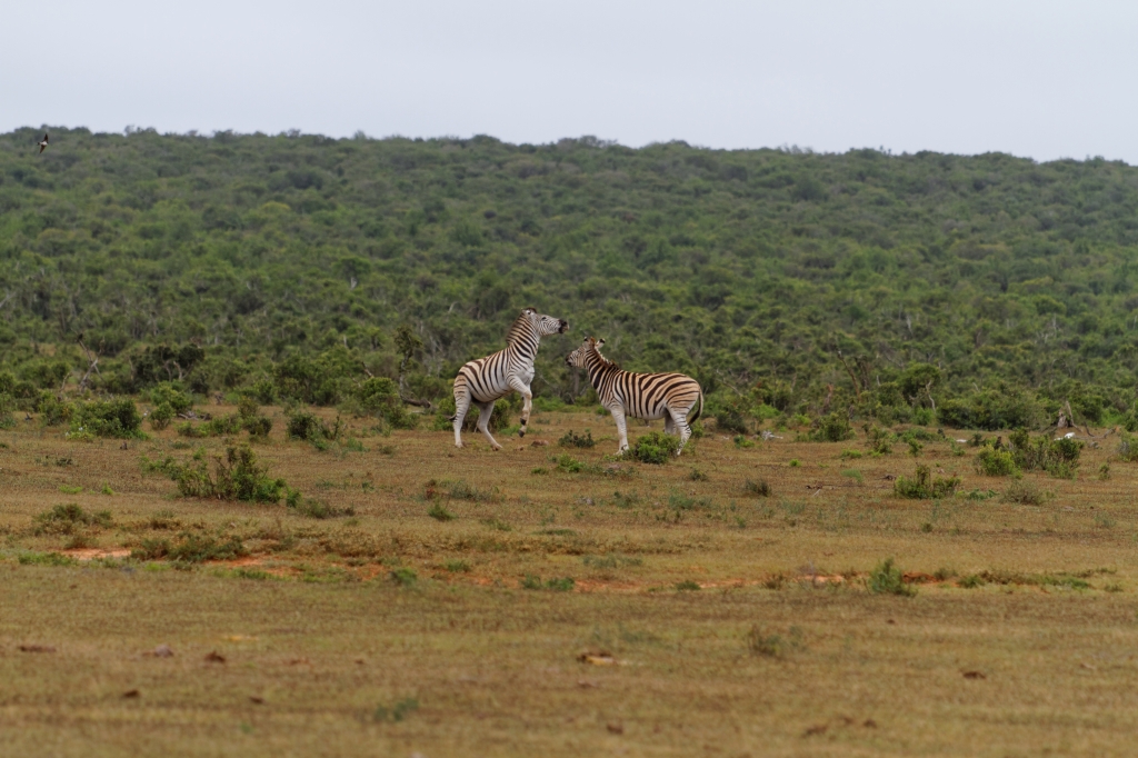 06 - Addo Elephant NP (11).jpg